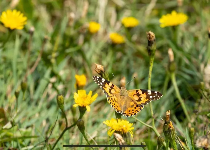 Cois Na Mara Eire Code V15 T677